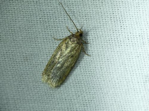 Réf. 295 797 : Depressaria chaerophylli